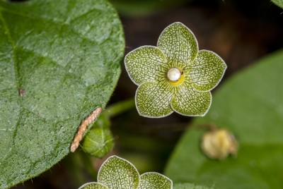 Milkvine May 2026